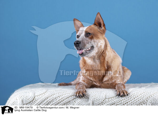 liegender Australian Cattle Dog / lying Australian Cattle Dog / MW-19479