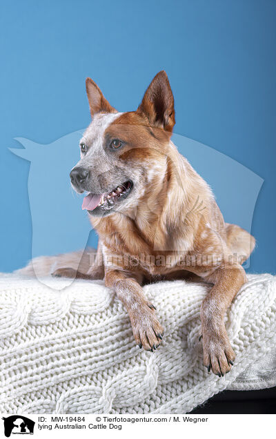 liegender Australian Cattle Dog / lying Australian Cattle Dog / MW-19484