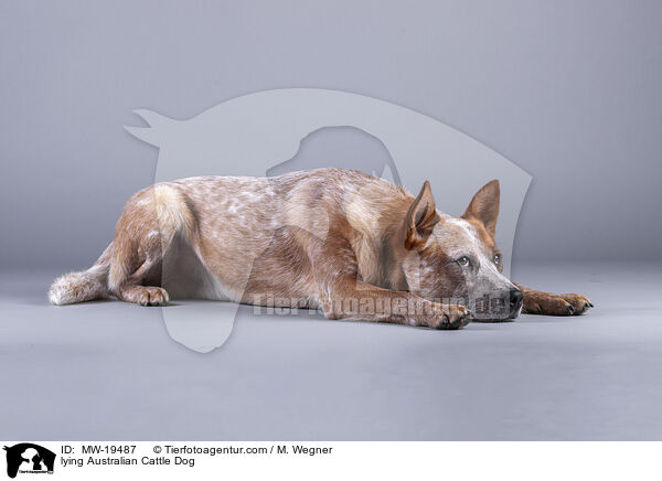 liegender Australian Cattle Dog / lying Australian Cattle Dog / MW-19487