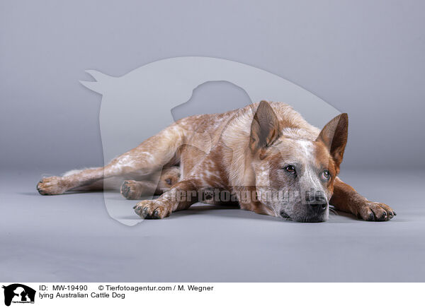 liegender Australian Cattle Dog / lying Australian Cattle Dog / MW-19490