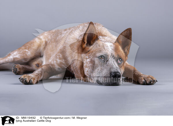 liegender Australian Cattle Dog / lying Australian Cattle Dog / MW-19492