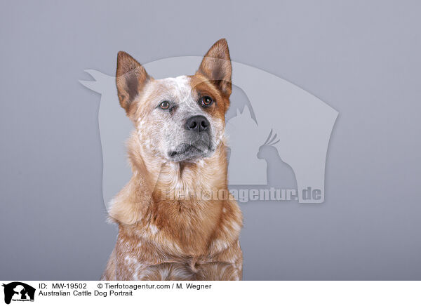 Australian Cattle Dog Portrait / Australian Cattle Dog Portrait / MW-19502