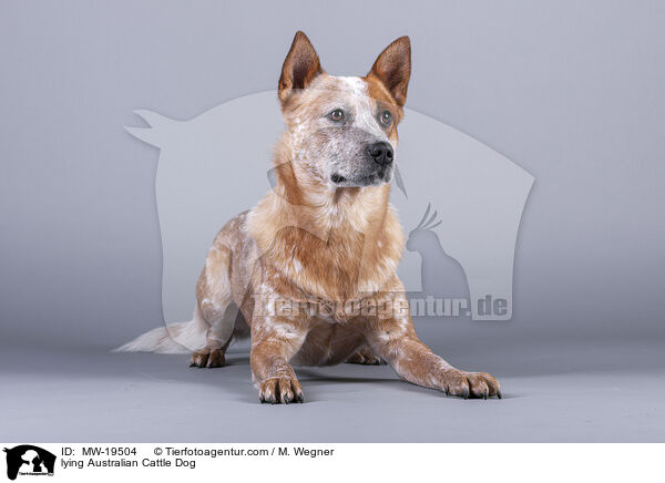 liegender Australian Cattle Dog / lying Australian Cattle Dog / MW-19504