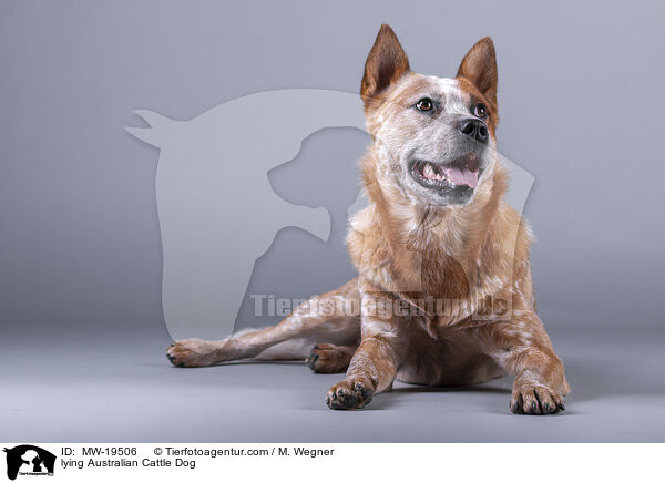 liegender Australian Cattle Dog / lying Australian Cattle Dog / MW-19506