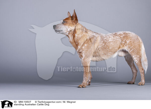 stehender Australian Cattle Dog / standing Australian Cattle Dog / MW-19507