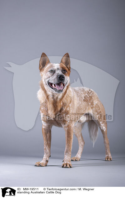 stehender Australian Cattle Dog / standing Australian Cattle Dog / MW-19511