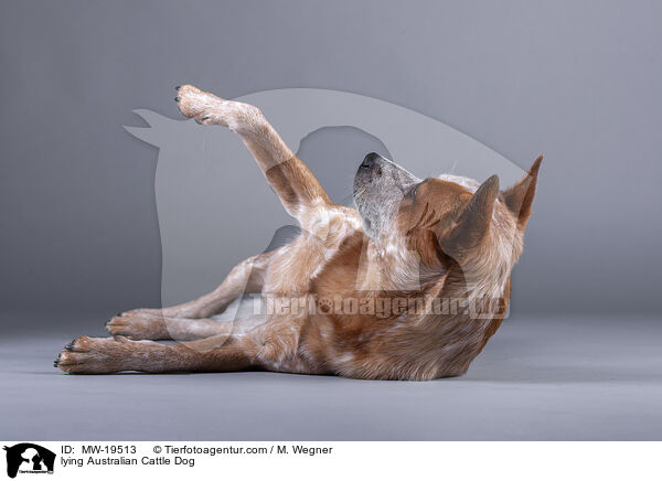 liegender Australian Cattle Dog / lying Australian Cattle Dog / MW-19513