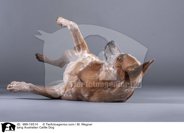 liegender Australian Cattle Dog / lying Australian Cattle Dog / MW-19514