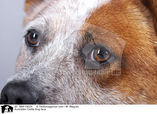 Australian Cattle Dog face / MW-19524