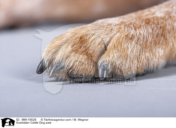 Australian Cattle Dog paw / MW-19526