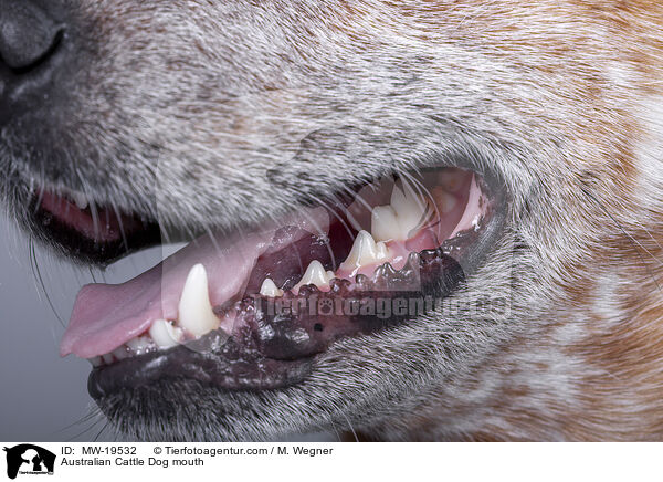 Australian Cattle Dog Maul / Australian Cattle Dog mouth / MW-19532