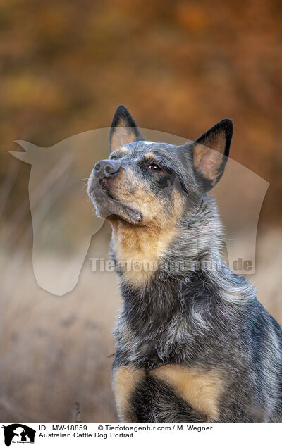 Australian Cattle Dog Portrait / Australian Cattle Dog Portrait / MW-18859