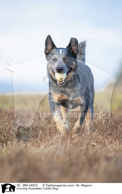 rennender Australian Cattle Dog / running Australian Cattle Dog / MW-18872