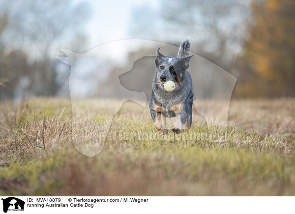 rennender Australian Cattle Dog / running Australian Cattle Dog / MW-18879