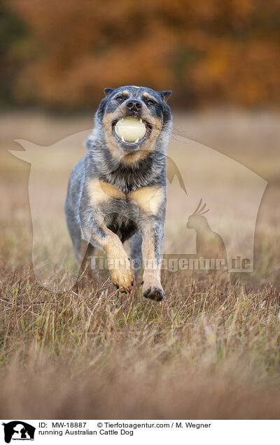 rennender Australian Cattle Dog / running Australian Cattle Dog / MW-18887