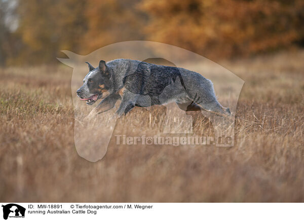 rennender Australian Cattle Dog / running Australian Cattle Dog / MW-18891