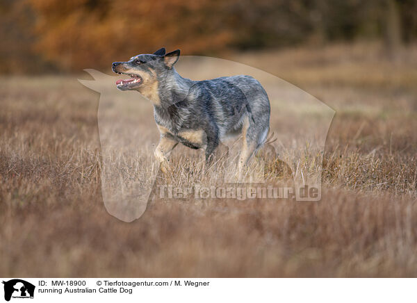 rennender Australian Cattle Dog / running Australian Cattle Dog / MW-18900