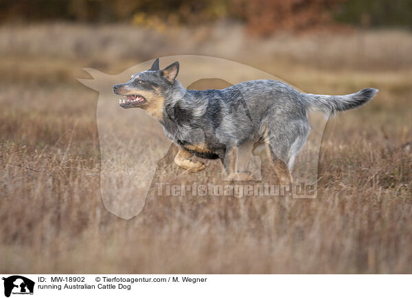 rennender Australian Cattle Dog / running Australian Cattle Dog / MW-18902