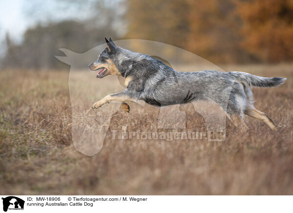 rennender Australian Cattle Dog / running Australian Cattle Dog / MW-18906