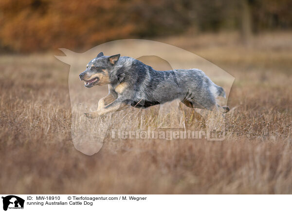 rennender Australian Cattle Dog / running Australian Cattle Dog / MW-18910