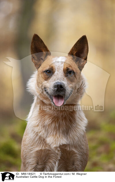 Australian Cattle Dog im Wald / Australian Cattle Dog in the Forest / MW-18921