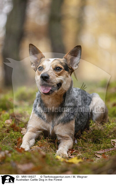 Australian Cattle Dog im Wald / Australian Cattle Dog in the Forest / MW-18927