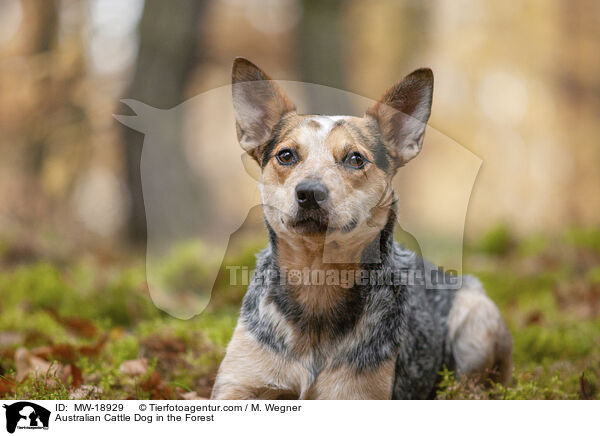 Australian Cattle Dog im Wald / Australian Cattle Dog in the Forest / MW-18929