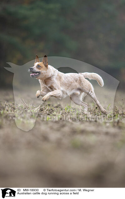 Australian Cattle Dog rennt ber ein Feld / Australian cattle dog running across a field / MW-18930