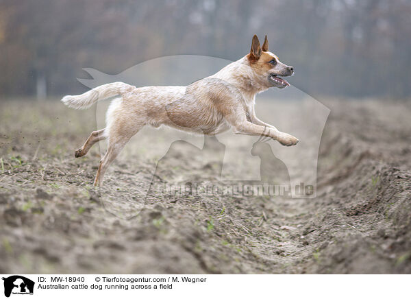 Australian Cattle Dog rennt ber ein Feld / Australian cattle dog running across a field / MW-18940