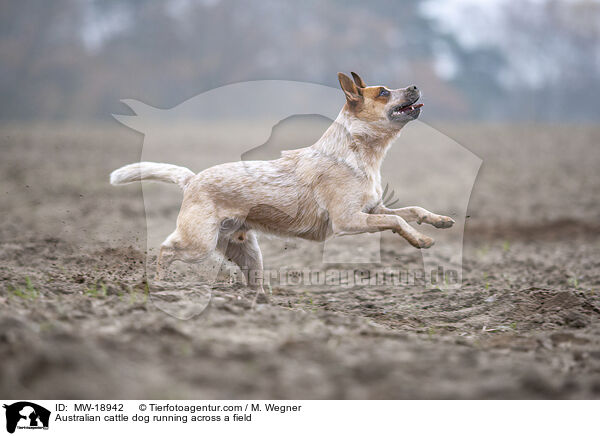 Australian Cattle Dog rennt ber ein Feld / Australian cattle dog running across a field / MW-18942