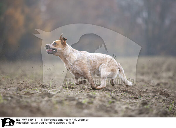 Australian Cattle Dog rennt ber ein Feld / Australian cattle dog running across a field / MW-18943