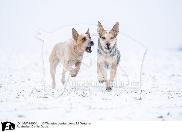 Australian Cattle Dogs / MW-19001