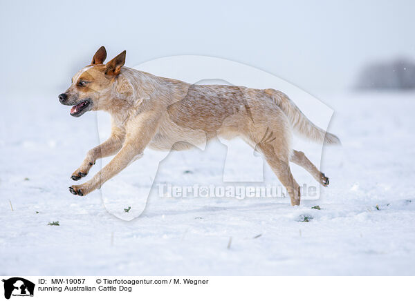 rennender Australian Cattle Dog / running Australian Cattle Dog / MW-19057