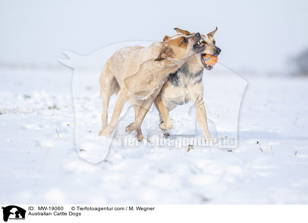 Australian Cattle Dogs / Australian Cattle Dogs / MW-19060