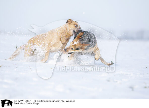 Australian Cattle Dogs / Australian Cattle Dogs / MW-19067