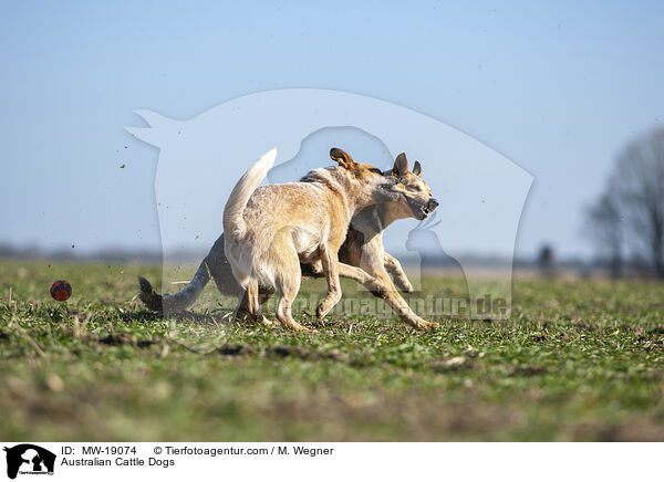 Australian Cattle Dogs / Australian Cattle Dogs / MW-19074