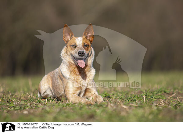 liegender Australian Cattle Dog / lying Australian Cattle Dog / MW-19077