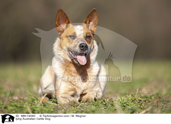 liegender Australian Cattle Dog / lying Australian Cattle Dog / MW-19080