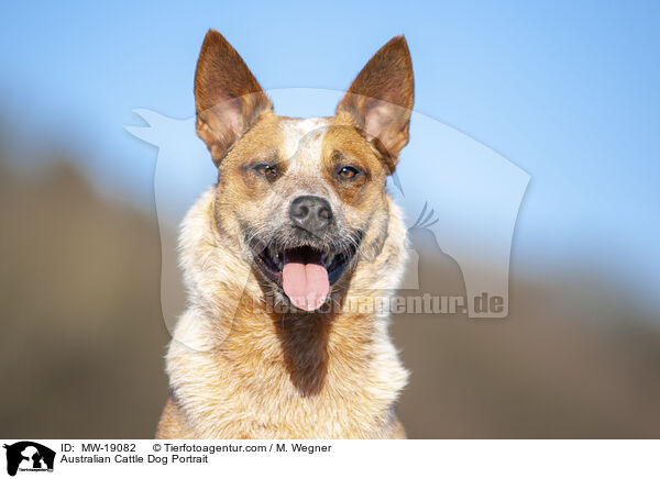 Australian Cattle Dog Portrait / Australian Cattle Dog Portrait / MW-19082