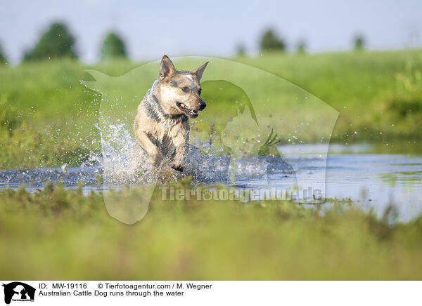 Australian Cattle Dog rennt durchs Wasser / Australian Cattle Dog runs through the water / MW-19116