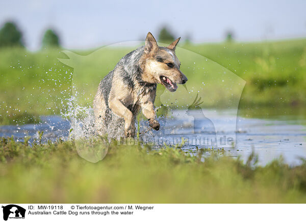 Australian Cattle Dog rennt durchs Wasser / Australian Cattle Dog runs through the water / MW-19118