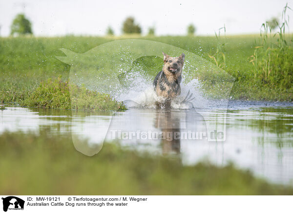 Australian Cattle Dog rennt durchs Wasser / Australian Cattle Dog runs through the water / MW-19121