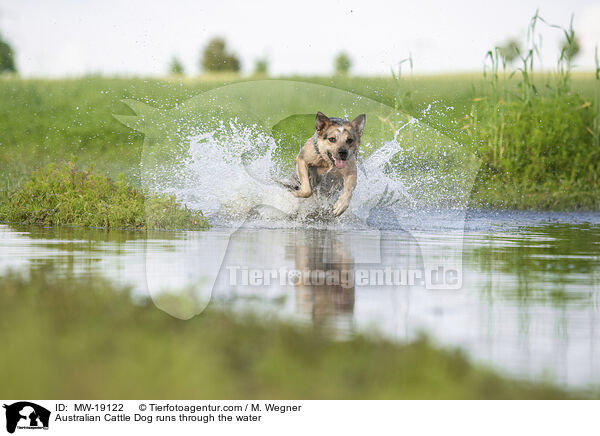 Australian Cattle Dog rennt durchs Wasser / Australian Cattle Dog runs through the water / MW-19122