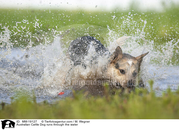 Australian Cattle Dog rennt durchs Wasser / Australian Cattle Dog runs through the water / MW-19127