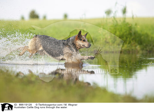 Australian Cattle Dog rennt durchs Wasser / Australian Cattle Dog runs through the water / MW-19128