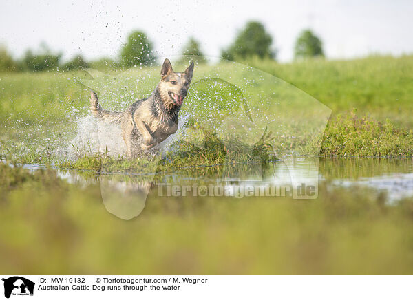 Australian Cattle Dog rennt durchs Wasser / Australian Cattle Dog runs through the water / MW-19132