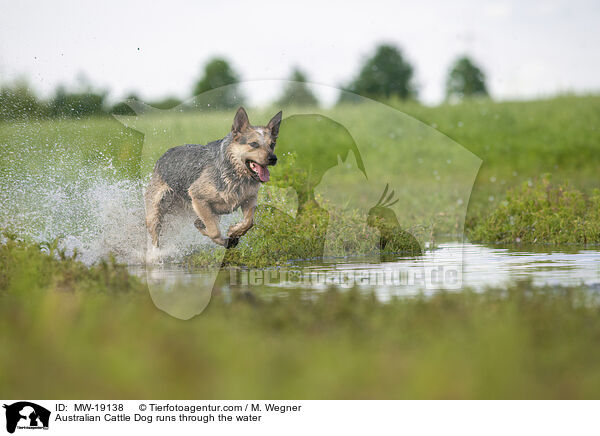 Australian Cattle Dog rennt durchs Wasser / Australian Cattle Dog runs through the water / MW-19138