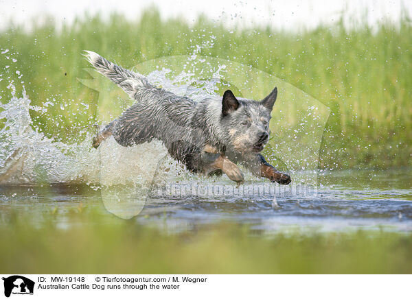 Australian Cattle Dog rennt durchs Wasser / Australian Cattle Dog runs through the water / MW-19148