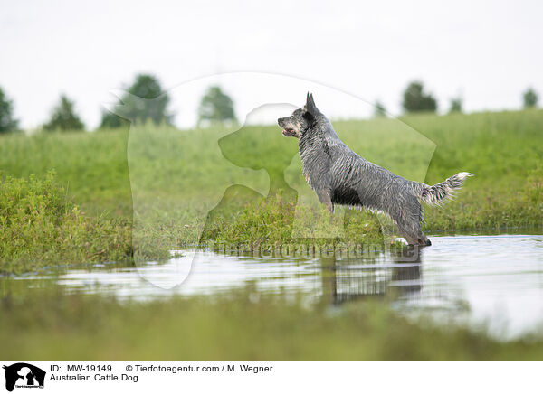 Australian Cattle Dog / Australian Cattle Dog / MW-19149