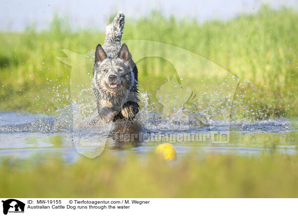 Australian Cattle Dog rennt durchs Wasser / Australian Cattle Dog runs through the water / MW-19155